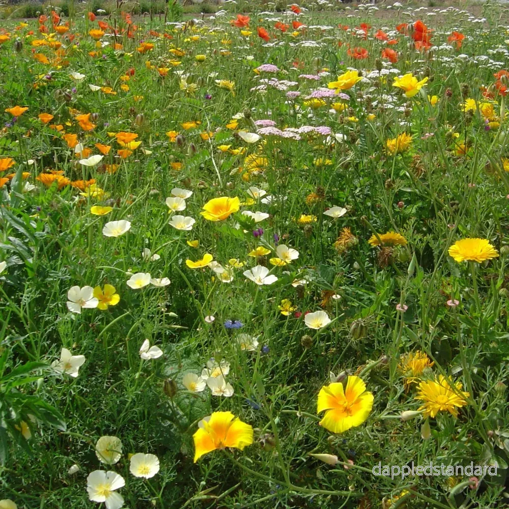 Blomsterblandning Härdig Blomsterblandning Härdig