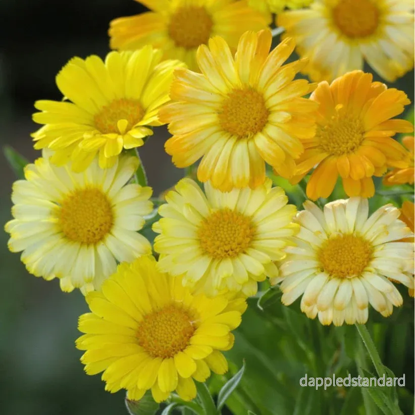 Ringblomma ’Daisy Citrus Mix’ Ringblomma ’Daisy Citrus Mix’
