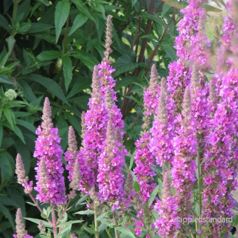 Fackelblomster ´Rosy Gem´