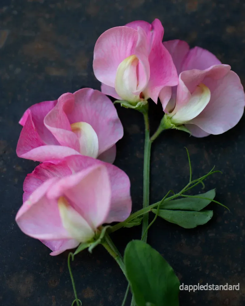 Sicilian Pink