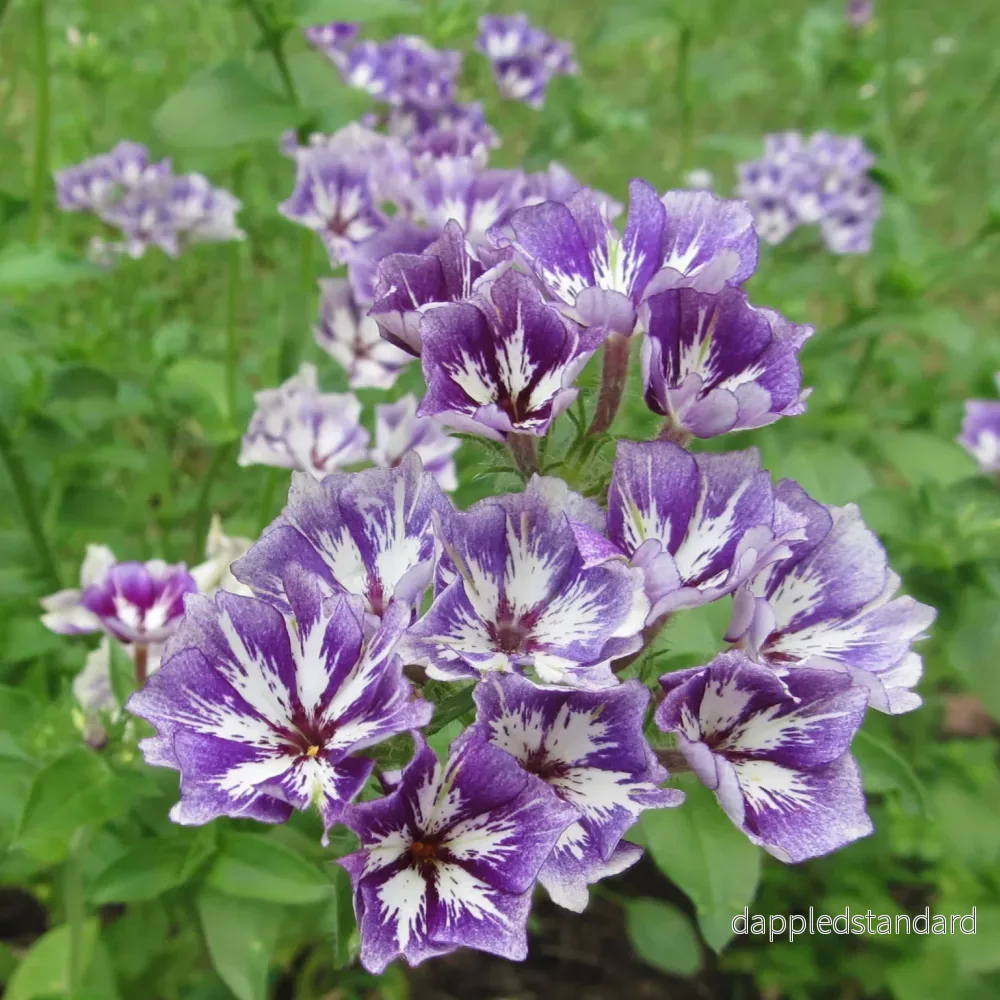 Sommarflox ´Sugar Stars´