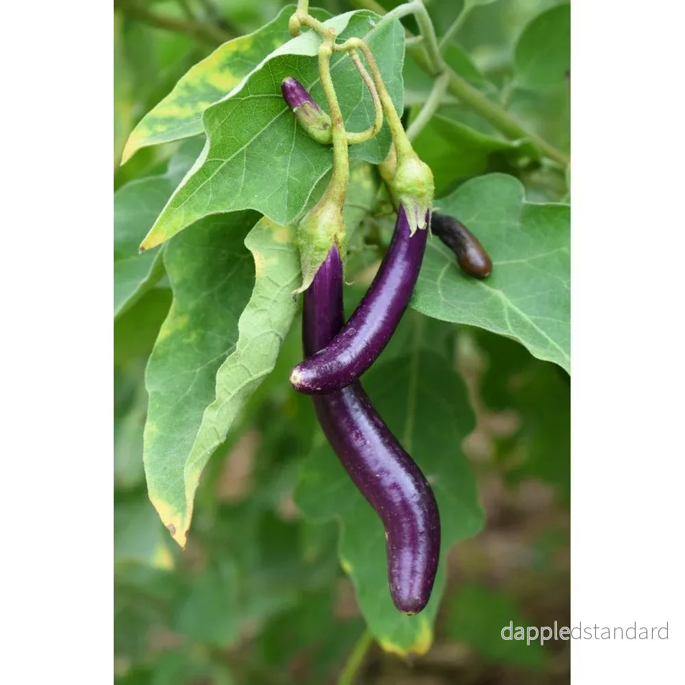 Aubergine ´Early Long Purple´ Aubergine ´Early Long Purple´