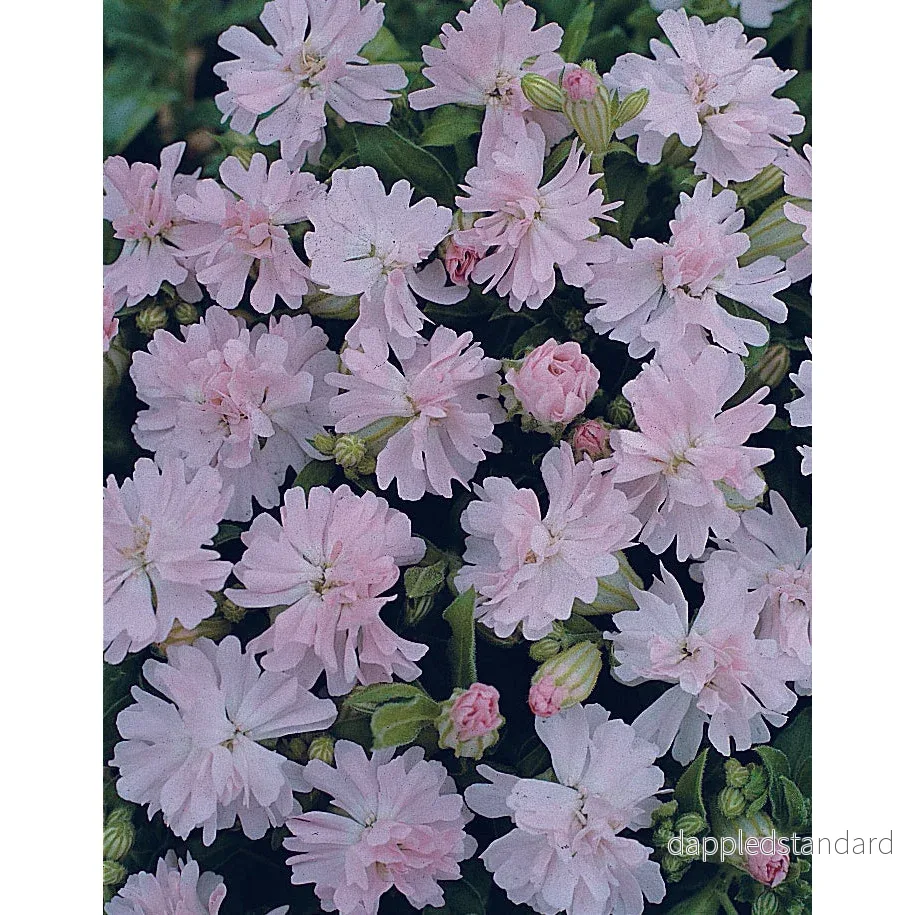 Sommarglim ´Peach Blossom´ - Bild 2