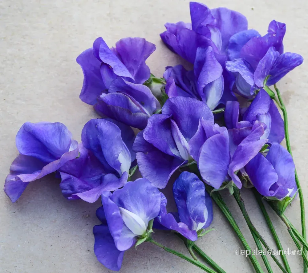 Oxford Blue - Bild 2