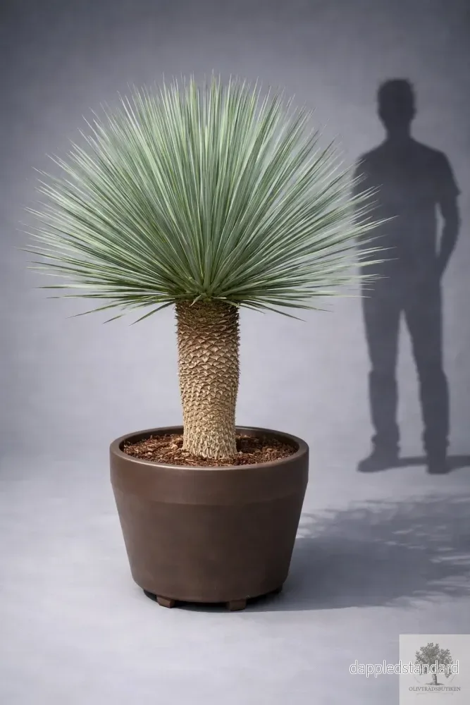 Yucca Rostrata – Palmlilja – praktexemplar – 170 cm hög Yucca Rostrata – Palmlilja – praktexemplar – 170 cm hög