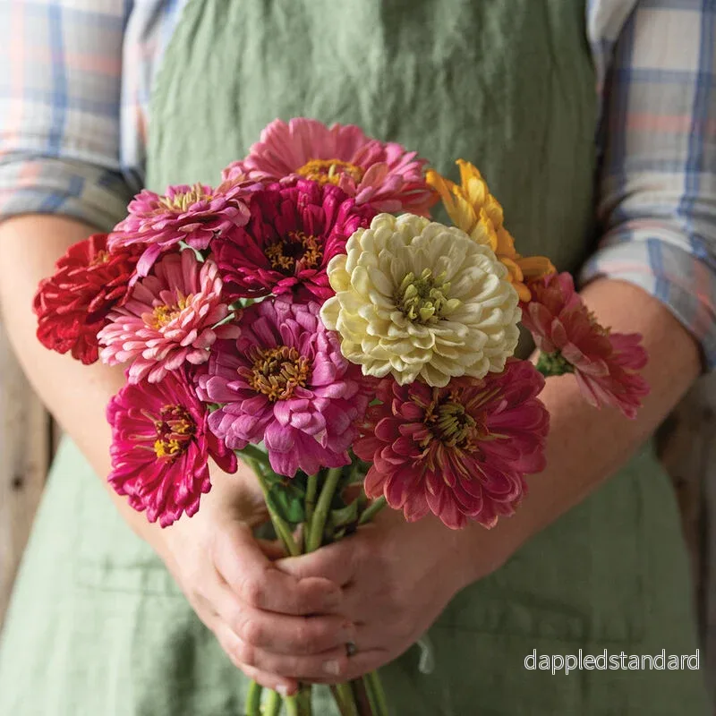 Zinnia ´State Fair Mix´