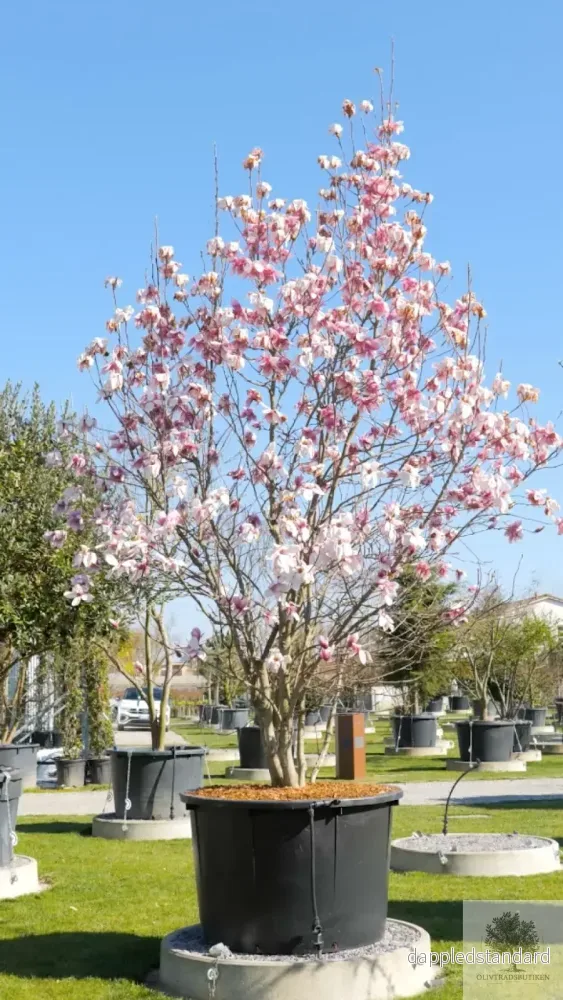 Prakt Magnolia – Stort exemplar – Magnolia soulangeana