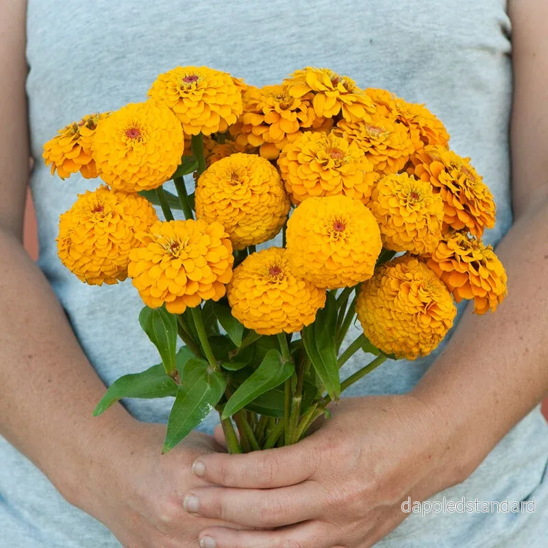 Zinnia ´Oklahoma Golden Yellow´ Zinnia ´Oklahoma Golden Yellow´