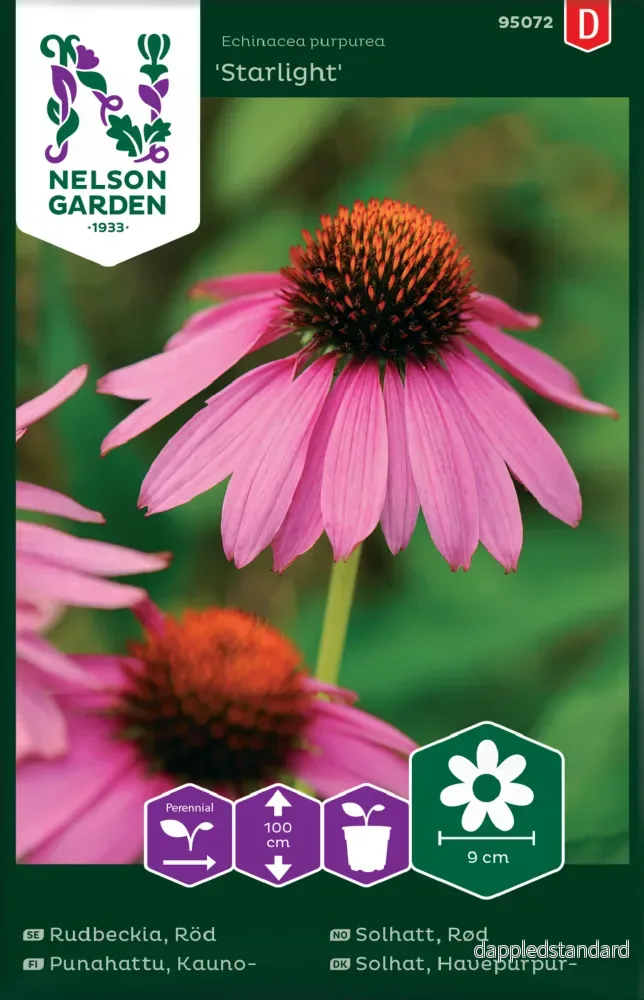 Röd Rudbeckia, ’Starlight’