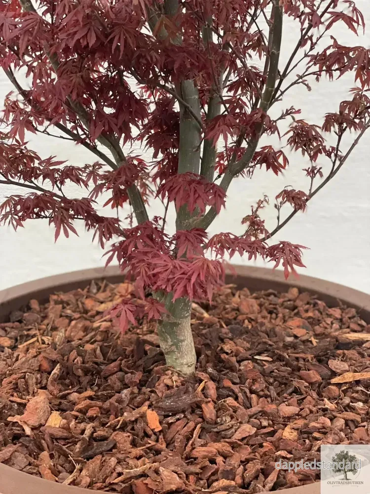 Japansk lönn rödbladig - praktexemplar - Acer palmatum Fireglow - 300 cm + - Bild 2