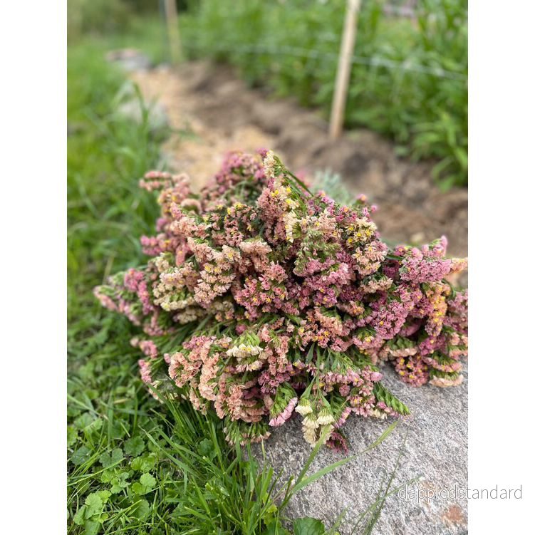 Risp ´Apricot Beauty´ - Bild 2