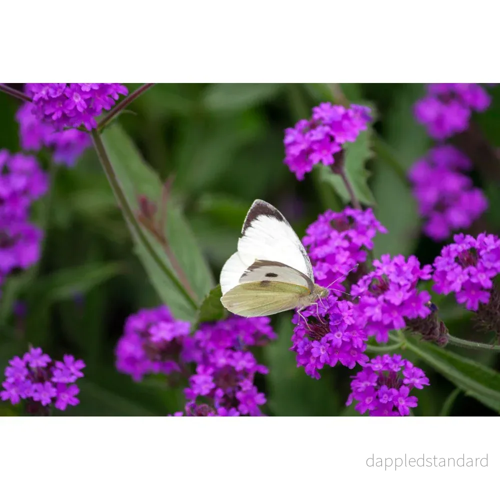 Violverbena - Bild 2