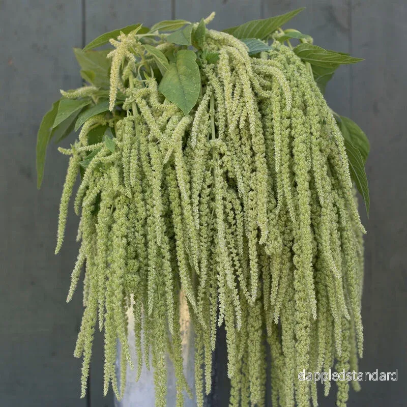 Amarant ´Emerald Tassels´ Amarant ´Emerald Tassels´