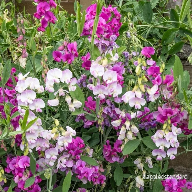 Rosenvial ´Pearl Mix´