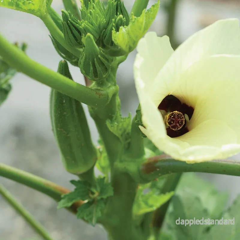 Okra ´Clemson Spineless´