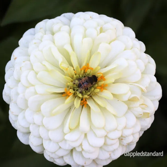 Zinnia ´Polar Bear´ Zinnia ´Polar Bear´