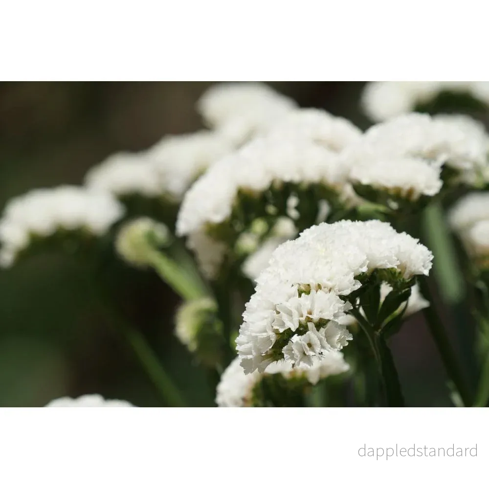 Risp ´Iceberg´ - Bild 2