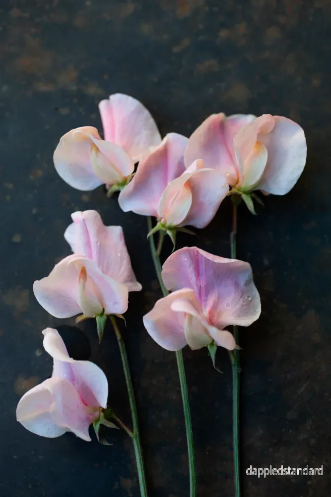 Shell Pink Shell Pink