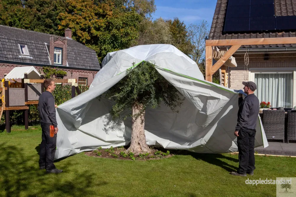 Vinterskydd för olivträd - Bild 2