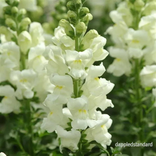 Lejongap ´Potomac Ivory White´ Lejongap ´Potomac Ivory White´