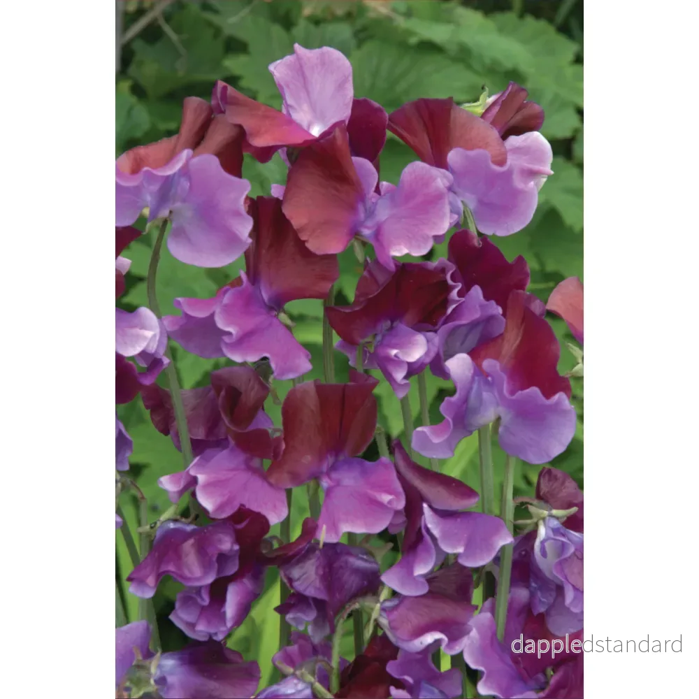 Luktärt ´Purple Pimpernel´ - Bild 2