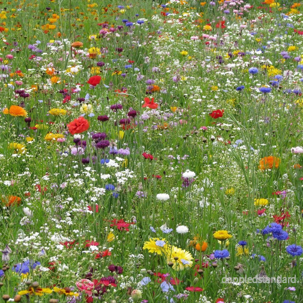 Blomsterblandning Snabbväxande Blomsterblandning Snabbväxande