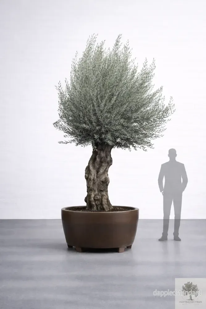 Olivträd 150 år – 340 cm höjd – 120 cm stam – 150 cm krona