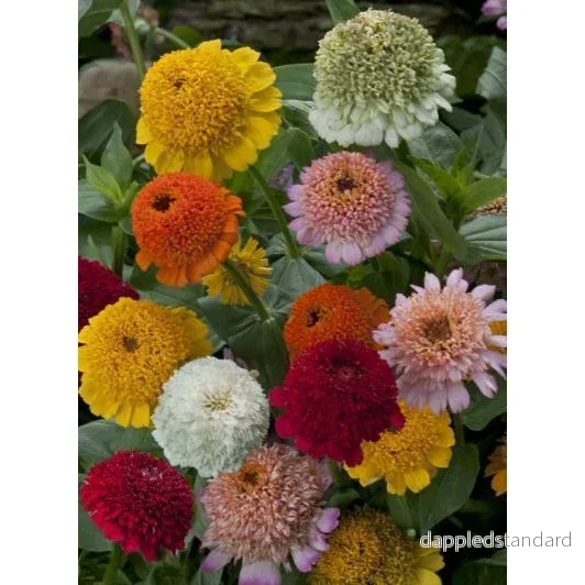 Zinnia ´Cresto! Mix´ Zinnia ´Cresto! Mix´