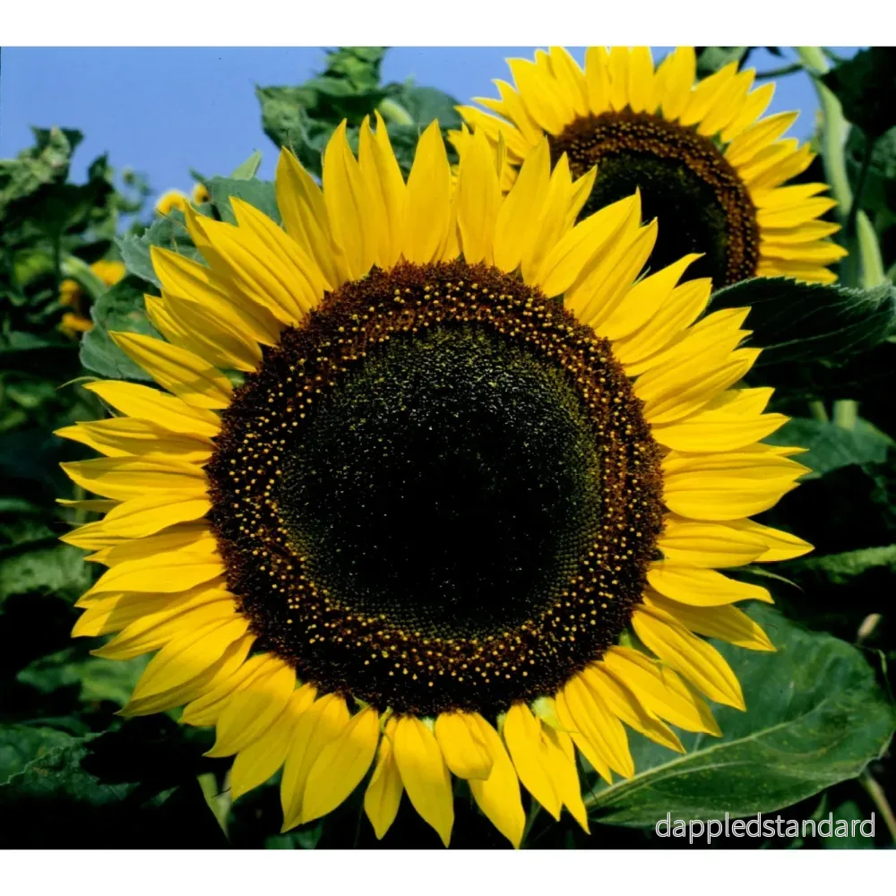 Solros ´Taiyo´ Solros ´Taiyo´