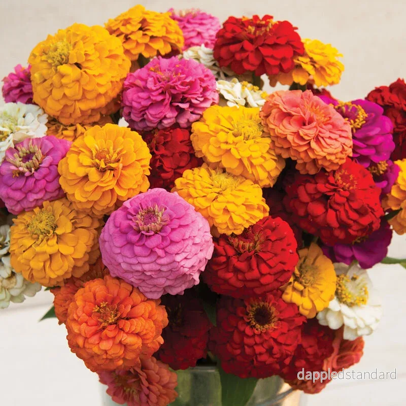 Zinnia ´Oklahoma Mix´ Zinnia ´Oklahoma Mix´