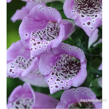 Fingerborgsblomma ´Lavender Carousel´ Fingerborgsblomma ´Lavender Carousel´
