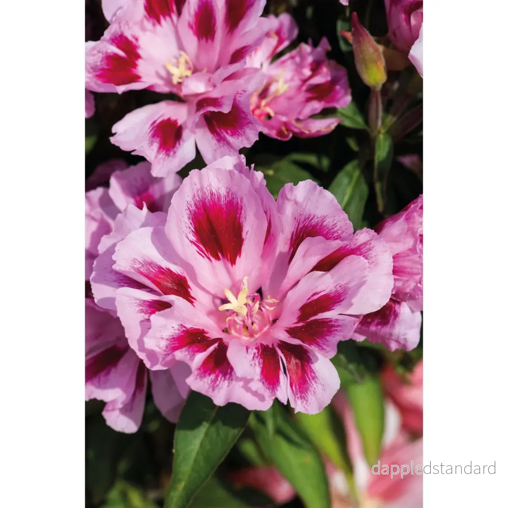 Atlasblomma ´Rembrandt´ - Bild 2