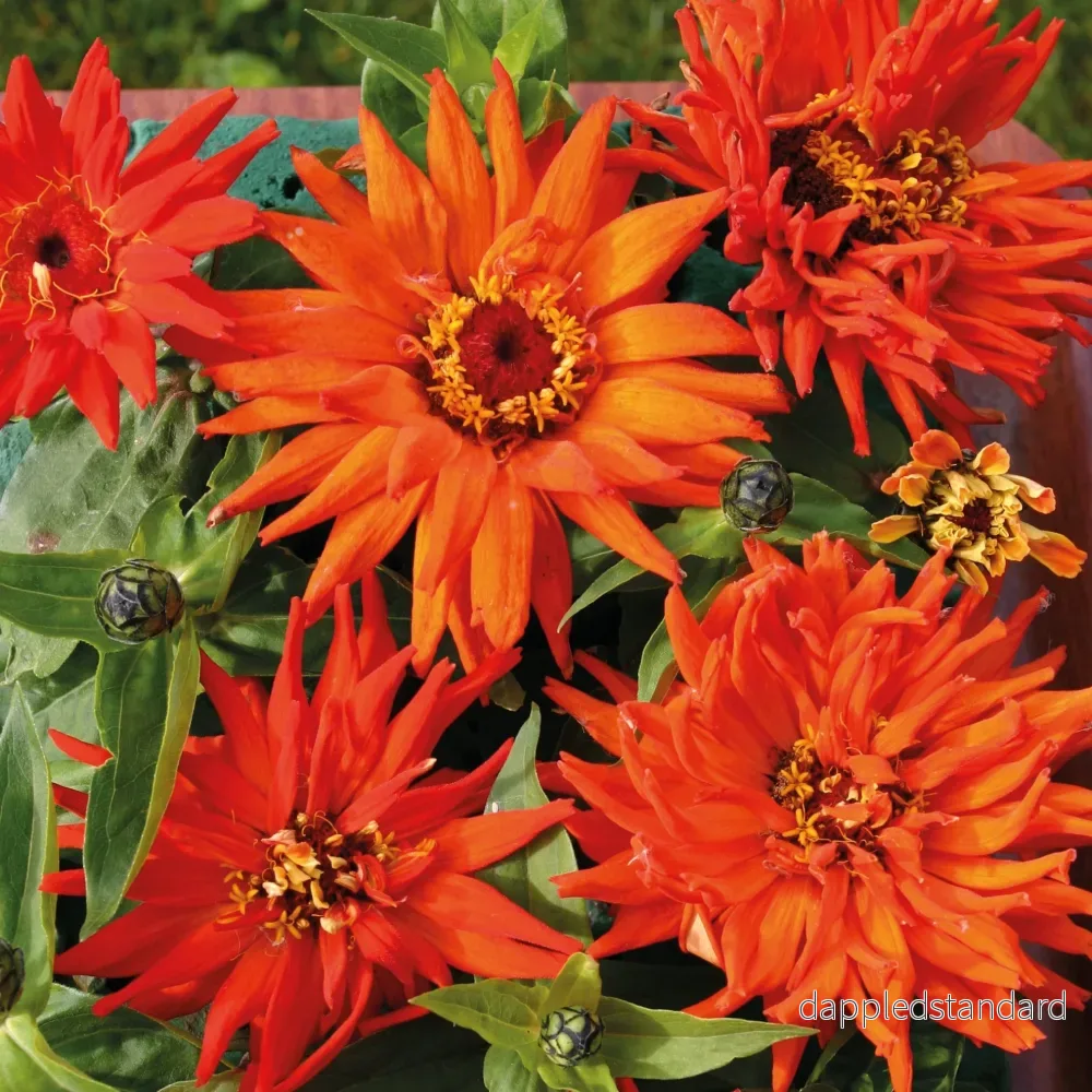 Zinnia ´Inca´ Zinnia ´Inca´