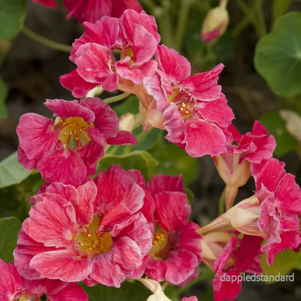 Buskkrasse ´Jewel Cherry Rose´ Buskkrasse ´Jewel Cherry Rose´