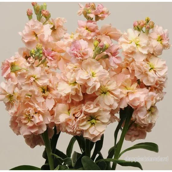 Lövkoja ´Katz Apricot´