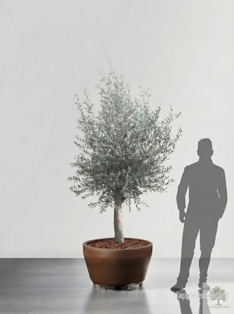 Olivträd 10 år – 170 cm höjd – 25 cm stam – 70 cm krona Olivträd 10 år – 170 cm höjd – 25 cm stam – 70 cm krona