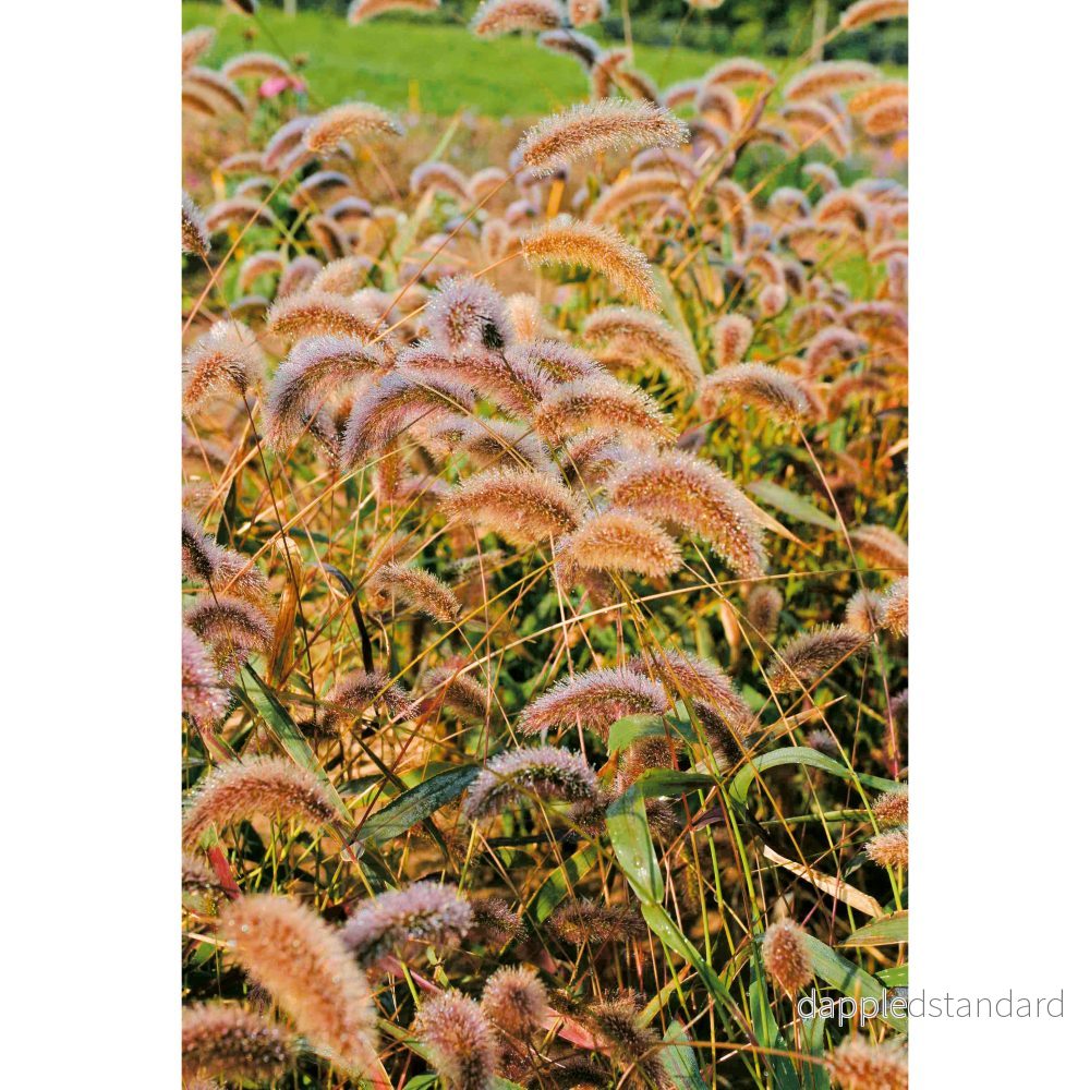 Prydnadshirs ´Caramel´ - Bild 2