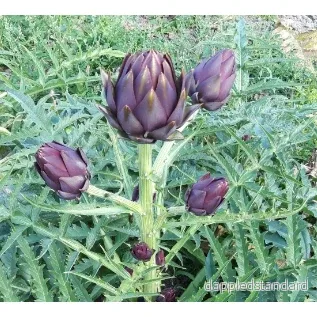 Kronärtskocka ´Romanesco Violetta´ Kronärtskocka ´Romanesco Violetta´