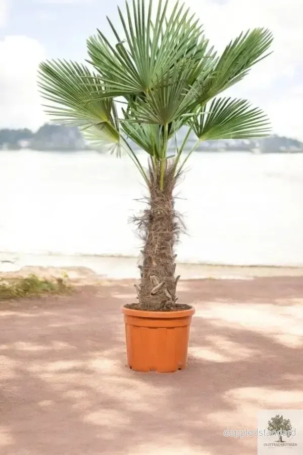Väderkvarnspalm - Trachyarpus Fortunei - 210 cm - Bild 3