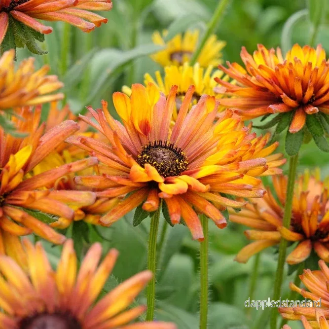Sommarrudbeckia ´Chim Chiminee’