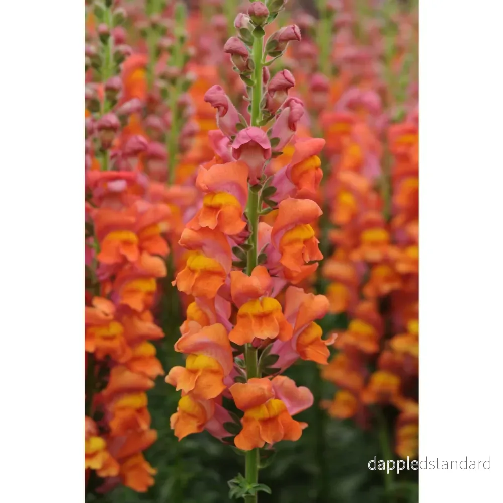 Lejongap ´Potomac Dark Orange´ Lejongap ´Potomac Dark Orange´