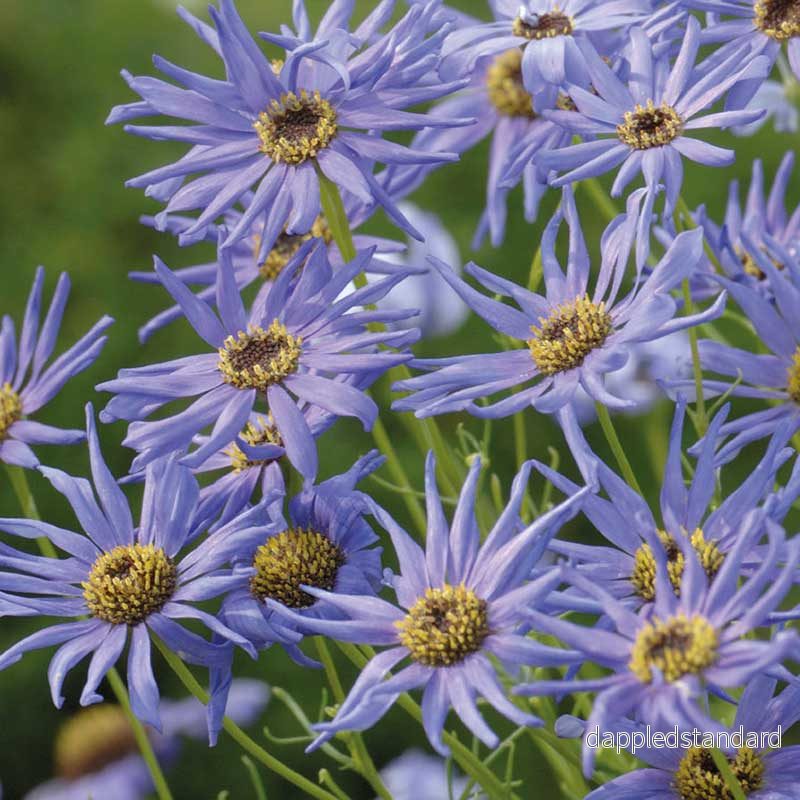 Dockkrage ´Blue Star´ Dockkrage ´Blue Star´