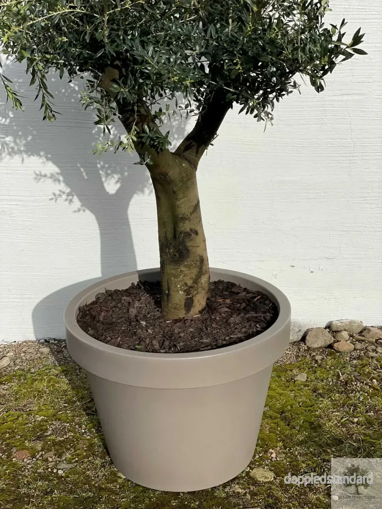 Olivträd 40 år - 220 cm höjd - 60 cm stam - 120 cm krona - Bild 2