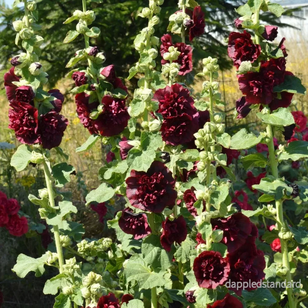 Stockros ´Chater´s Maroon´ - Bild 2