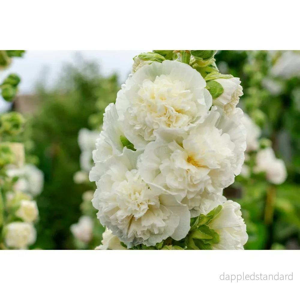 Stockros ´Chater´s White´ - Bild 2