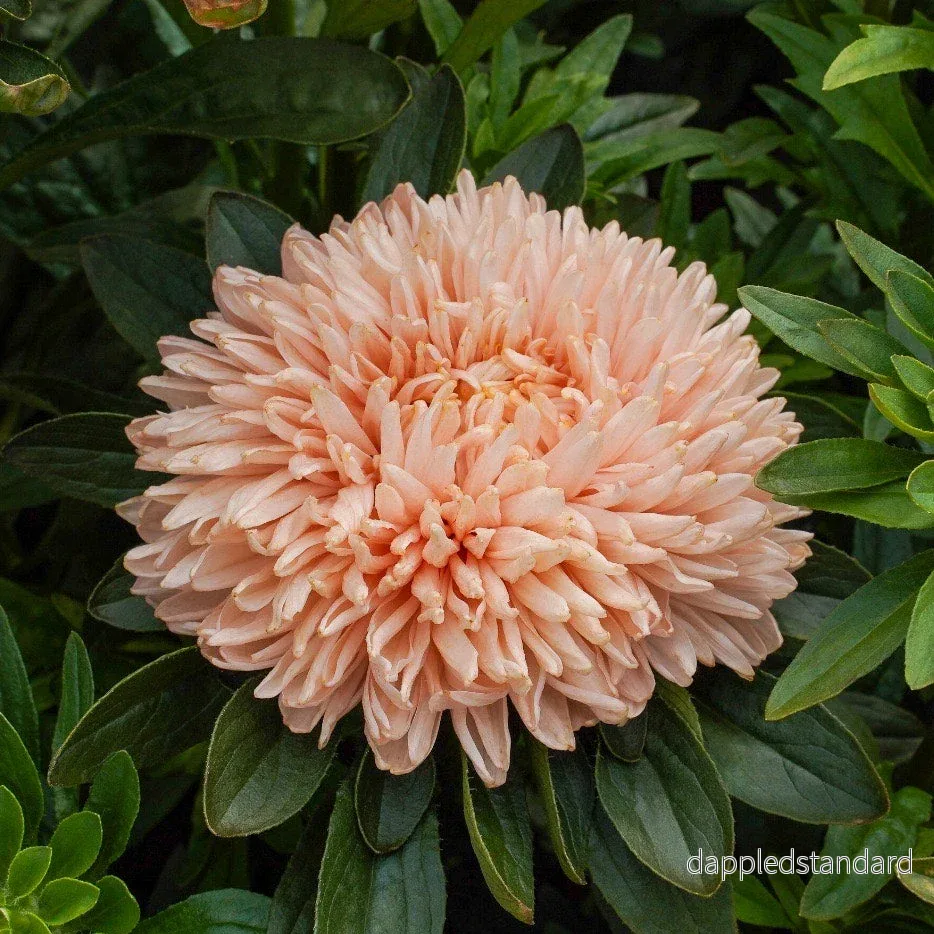 Sommaraster ´Lady Coral Salmon´
