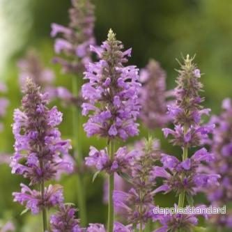 Agastache ´Rose Mint´ Agastache ´Rose Mint´