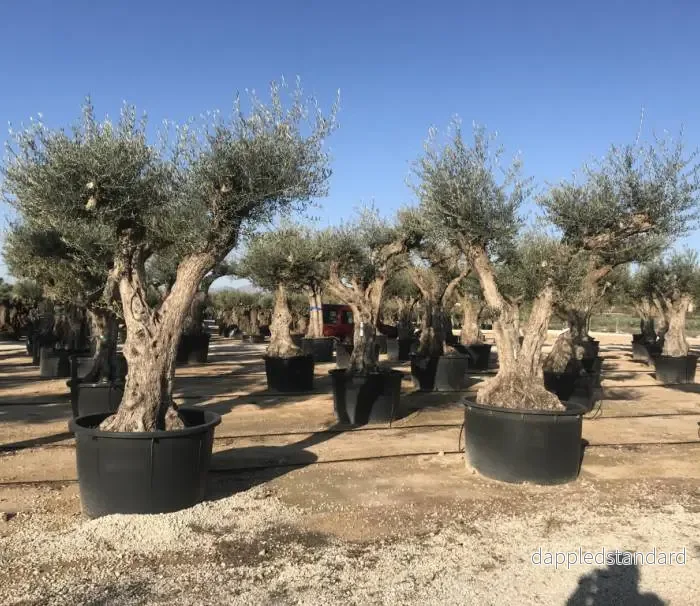 Olivträd Olea Europaea "Regional Alicante" 400 år - Bild 3
