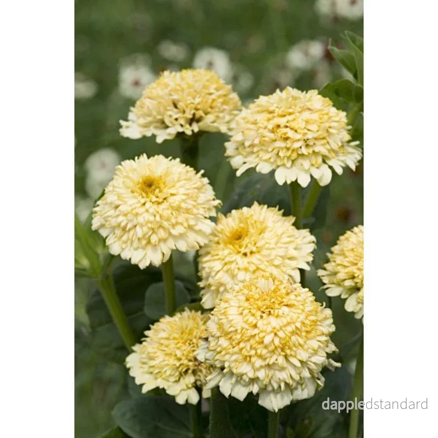 Zinnia ´Cresto! Cream´ Zinnia ´Cresto! Cream´