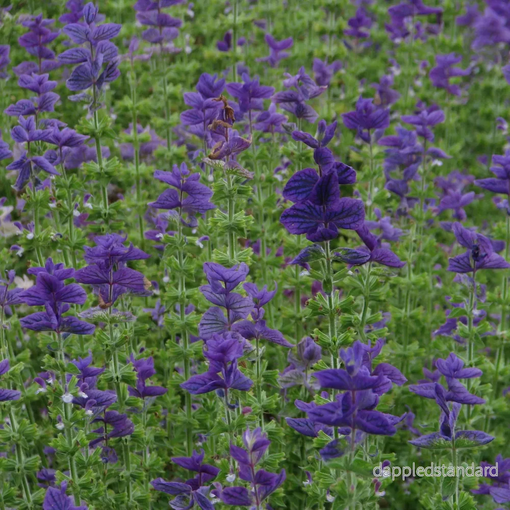 Broksalvia ´Oxford Blue´ - Bild 2
